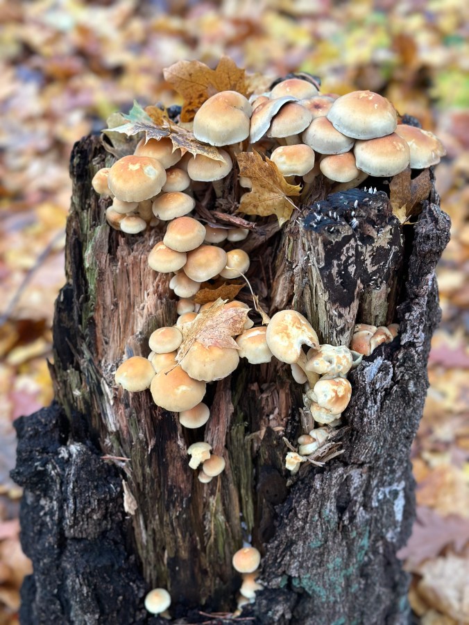 Bits and Pieces – November Thoughts – Some Book and Video&nbsp;Recommendations